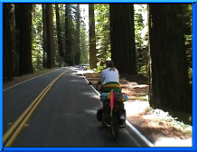 Cycling along through the tallest, living trees on the planet.